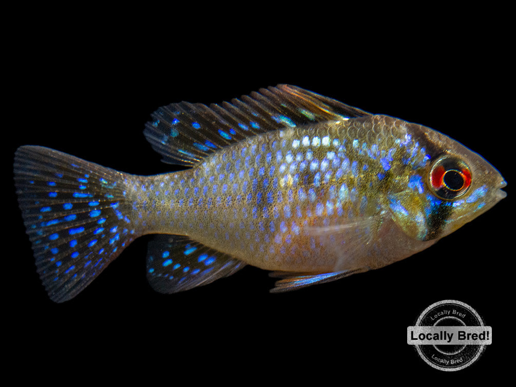 German Blue Ram Dwarf Cichlid (Mikrogeophagus ramirezi) -  LOCALLY BRED!!!