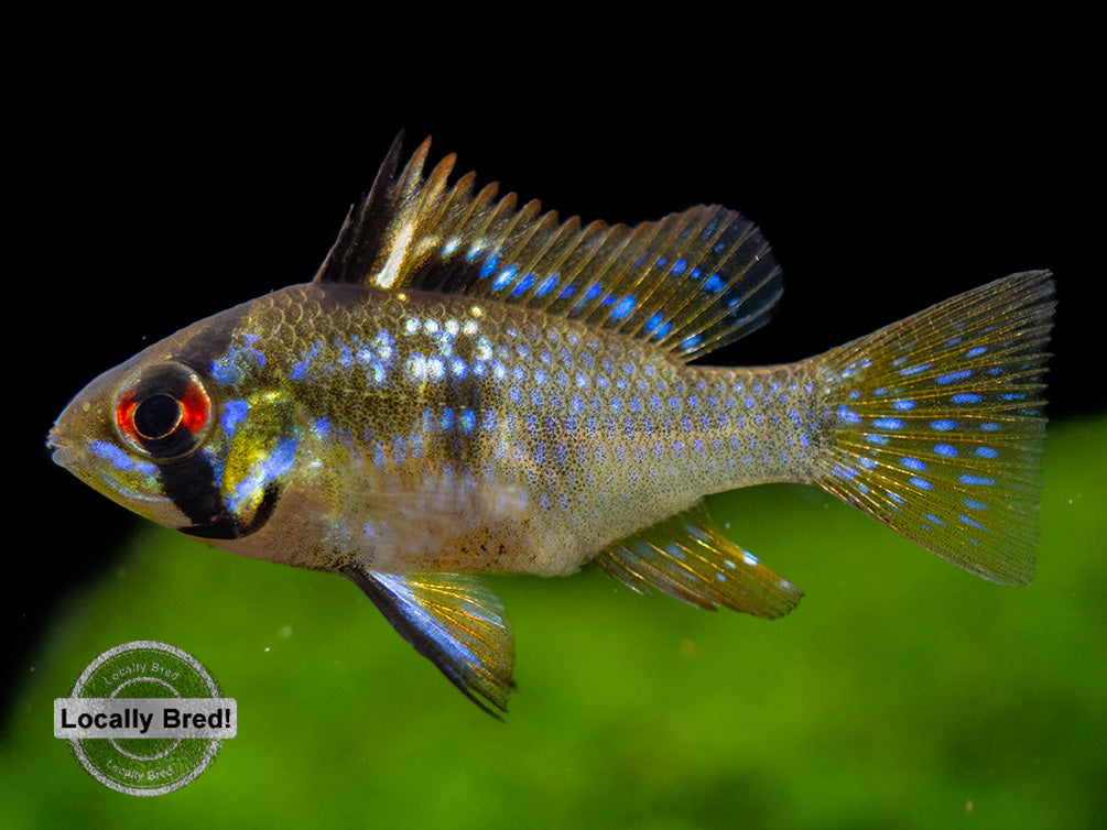 German Blue Ram Dwarf Cichlid (Mikrogeophagus ramirezi) -  LOCALLY BRED!!!