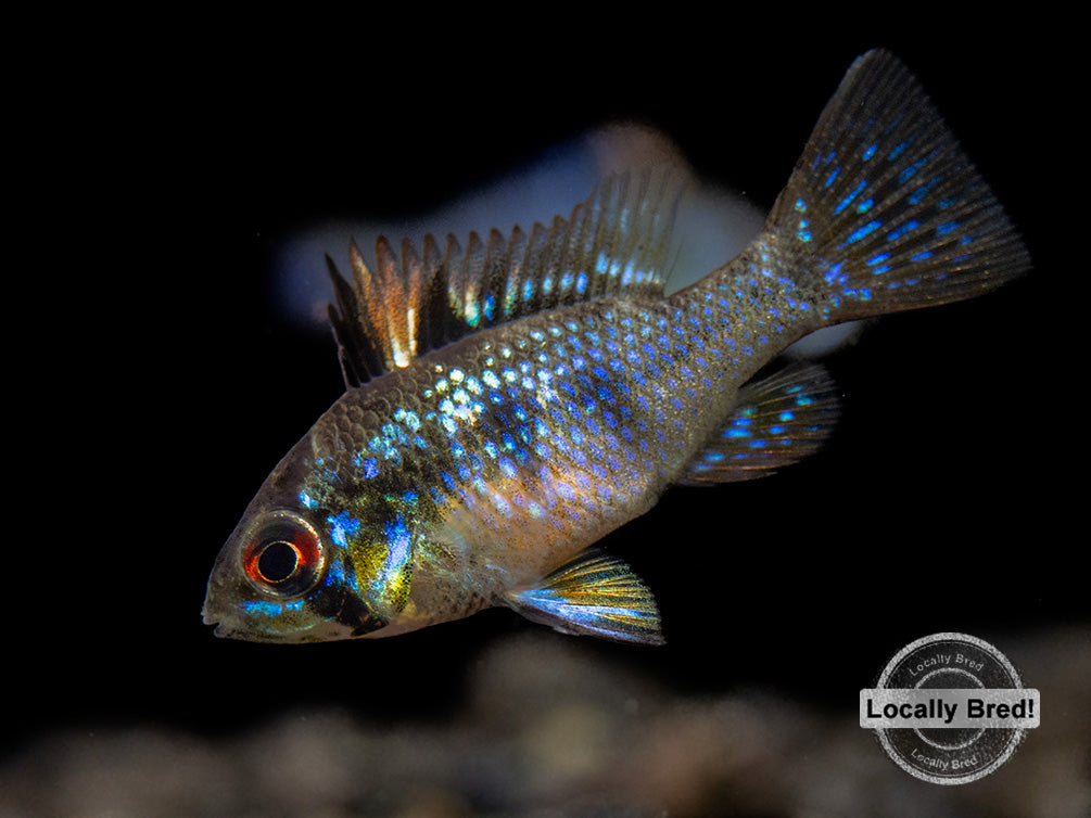 German Blue Ram Dwarf Cichlid (Mikrogeophagus ramirezi) -  LOCALLY BRED!!!