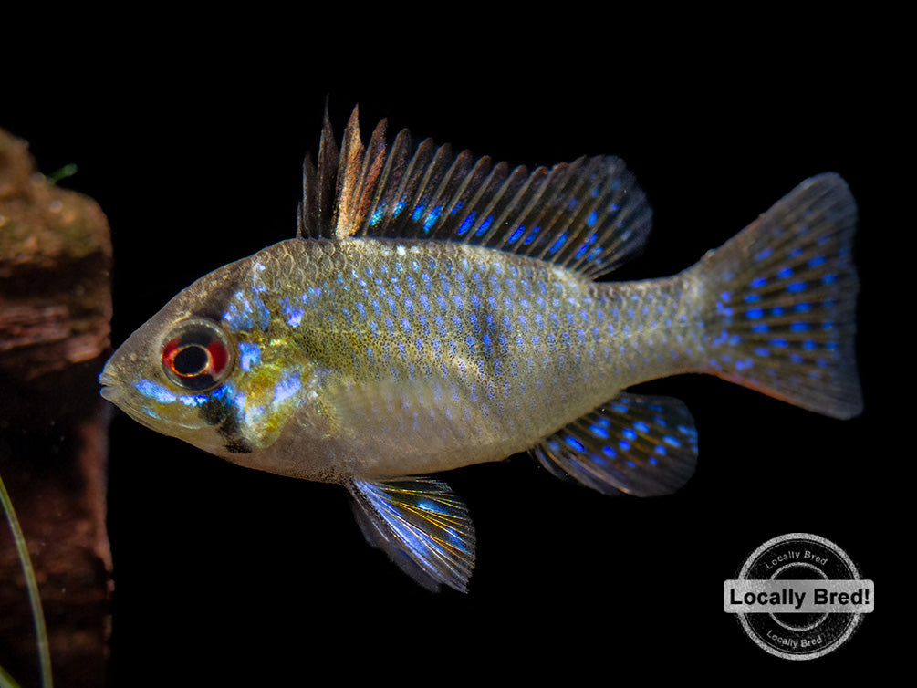 German Blue Ram Dwarf Cichlid (Mikrogeophagus ramirezi) -  LOCALLY BRED!!!