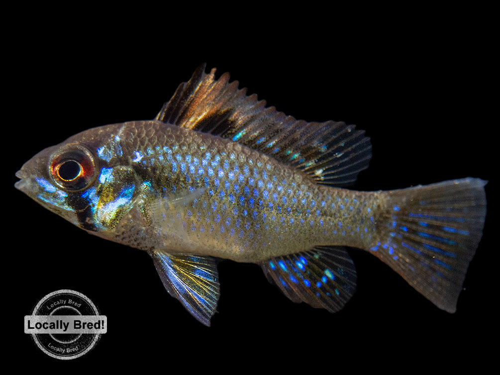 German Blue Ram Dwarf Cichlid (Mikrogeophagus ramirezi) -  LOCALLY BRED!!!