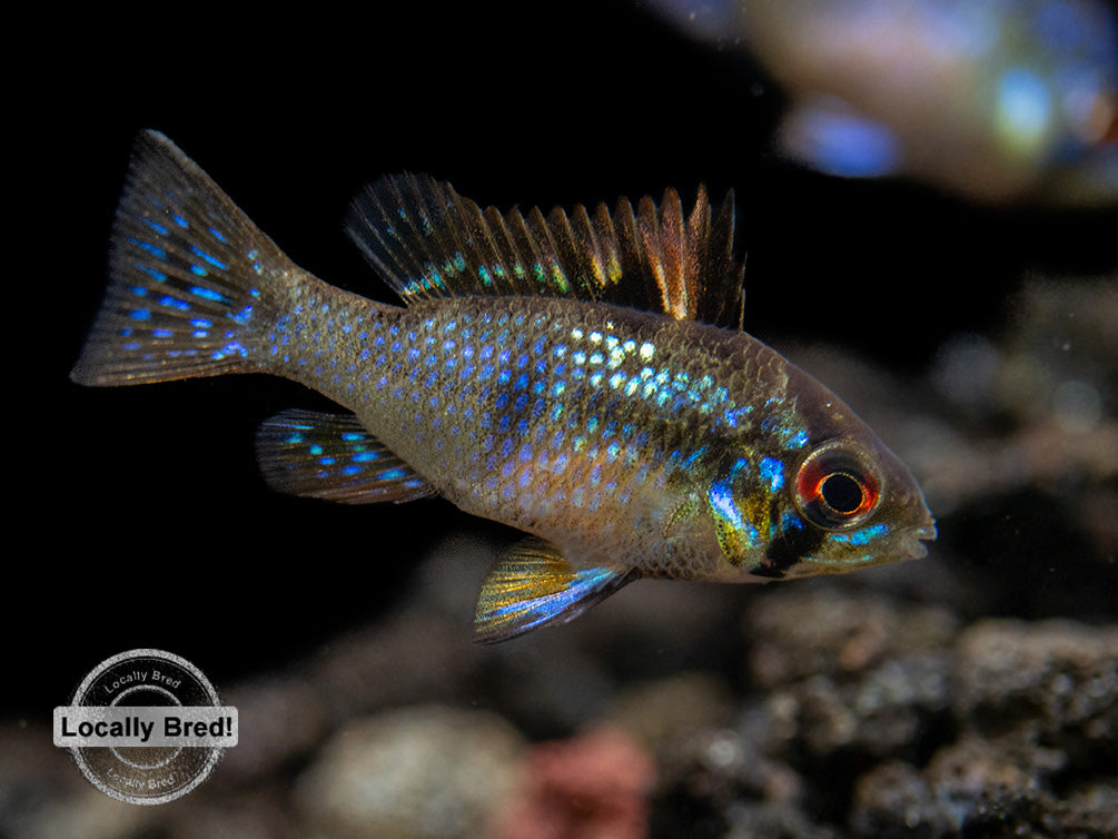 German Blue Ram Dwarf Cichlid (Mikrogeophagus ramirezi) -  LOCALLY BRED!!!