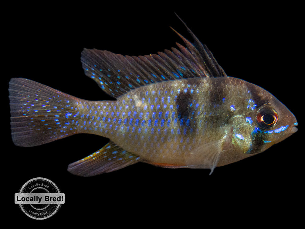 German Blue Ram Dwarf Cichlid (Mikrogeophagus ramirezi) -  LOCALLY BRED!!!