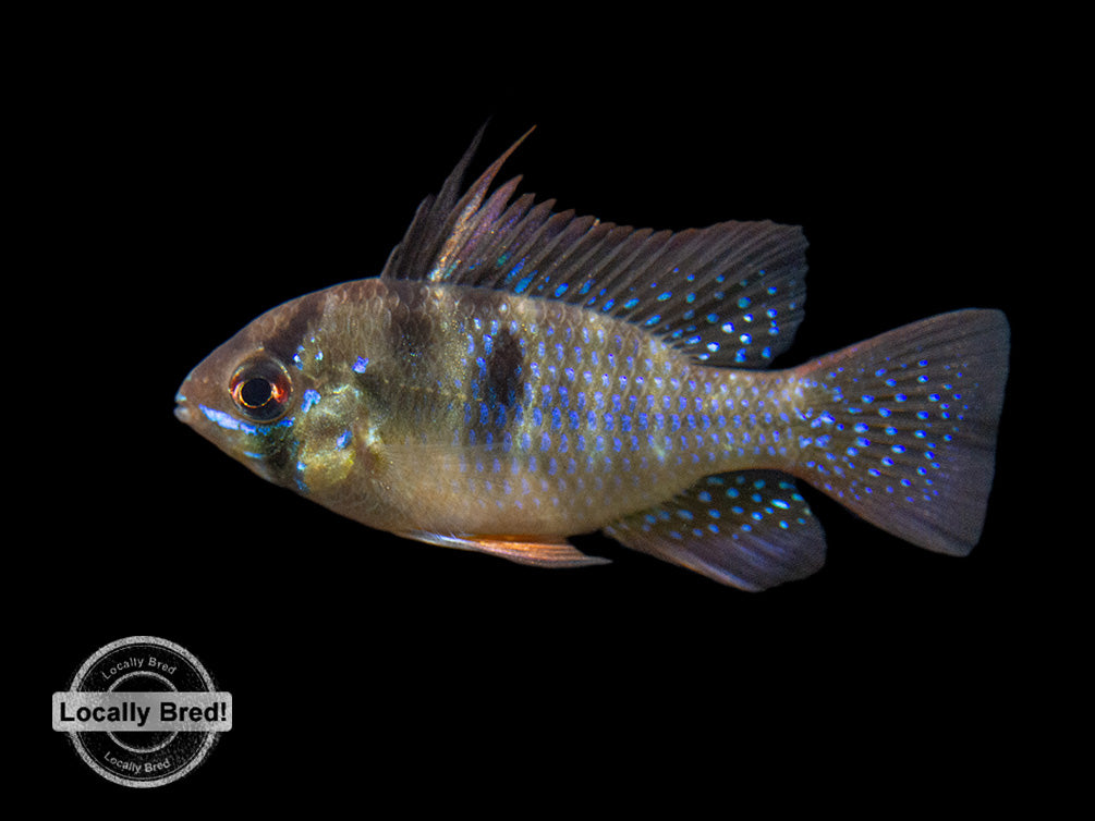 German Blue Ram Dwarf Cichlid (Mikrogeophagus ramirezi) -  LOCALLY BRED!!!