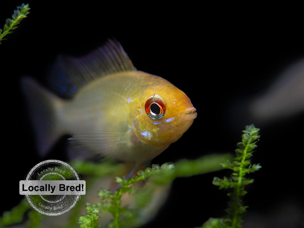 German Gold Ram Dwarf Cichlid (Mikrogeophagus ramirezi var. "Gold"), Locally Bred