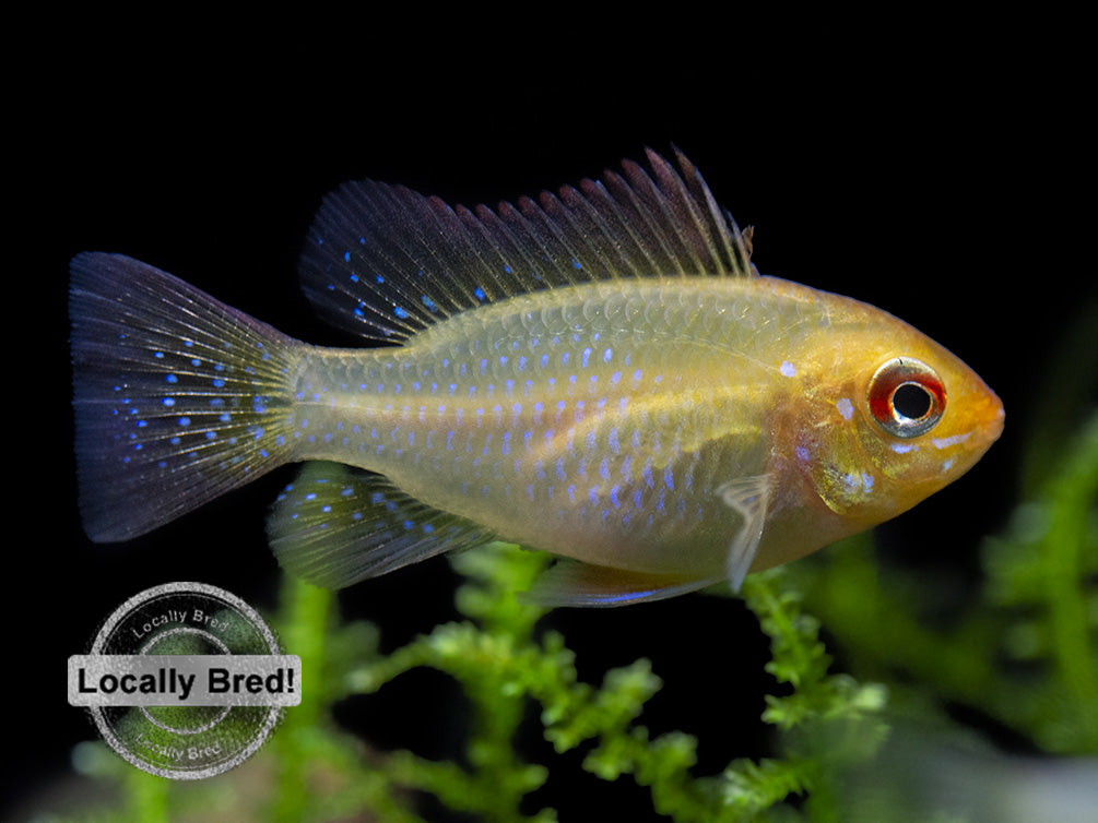 German Gold Ram Dwarf Cichlid (Mikrogeophagus ramirezi var. "Gold"), Locally Bred