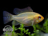 German Gold Ram Dwarf Cichlid (Mikrogeophagus ramirezi var. 