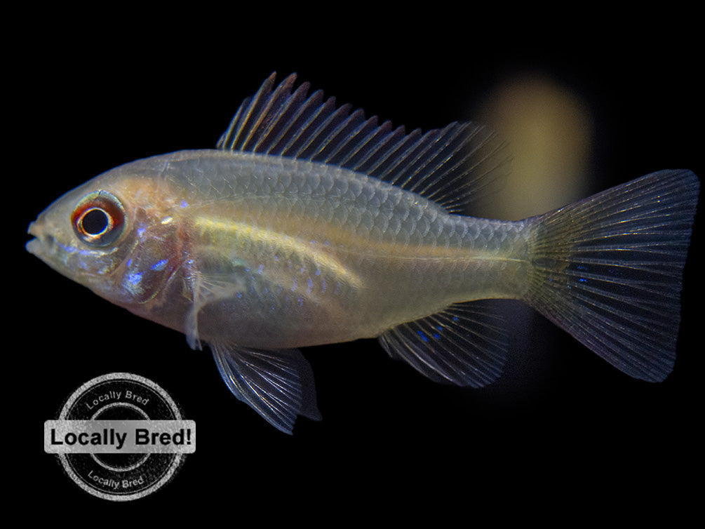 German Gold Ram Dwarf Cichlid (Mikrogeophagus ramirezi var. "Gold"), Locally Bred