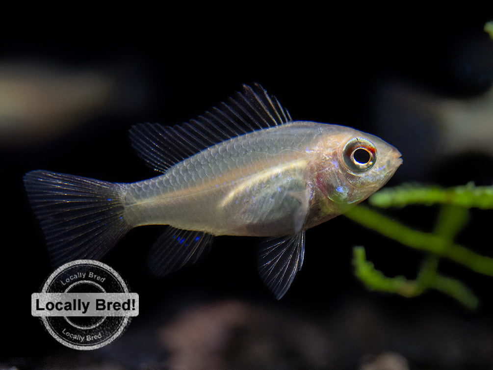 German Gold Ram Dwarf Cichlid (Mikrogeophagus ramirezi var. "Gold"), Locally Bred