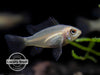 German Gold Ram Dwarf Cichlid (Mikrogeophagus ramirezi var. 