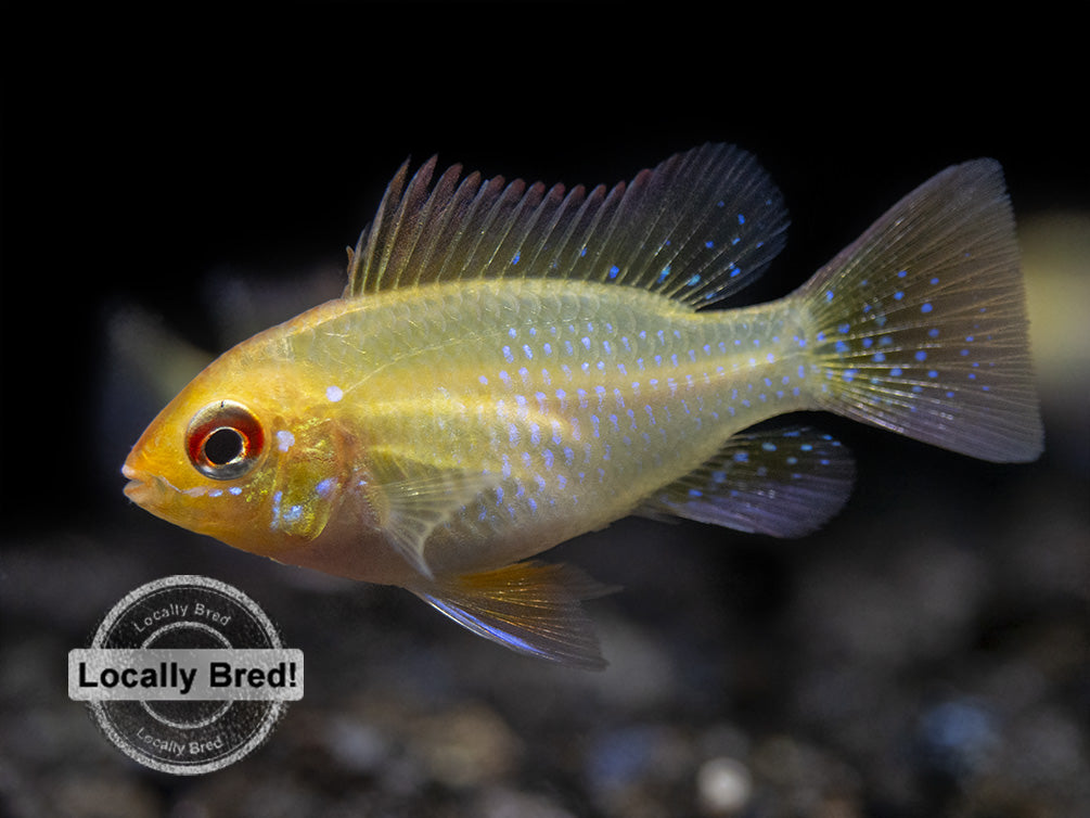 German Gold Ram Dwarf Cichlid (Mikrogeophagus ramirezi var. "Gold"), Locally Bred