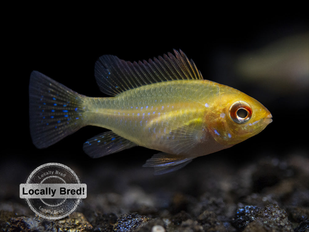 German Gold Ram Dwarf Cichlid (Mikrogeophagus ramirezi var. "Gold"), Locally Bred