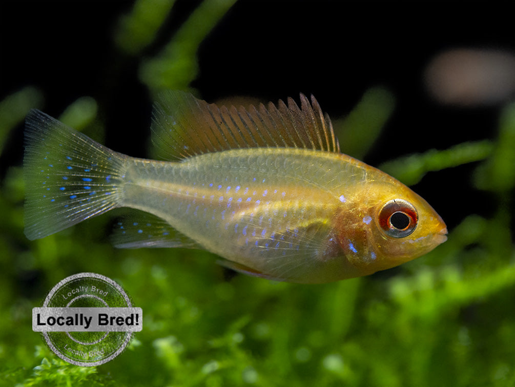 German Gold Ram Dwarf Cichlid (Mikrogeophagus ramirezi var. "Gold"), Locally Bred