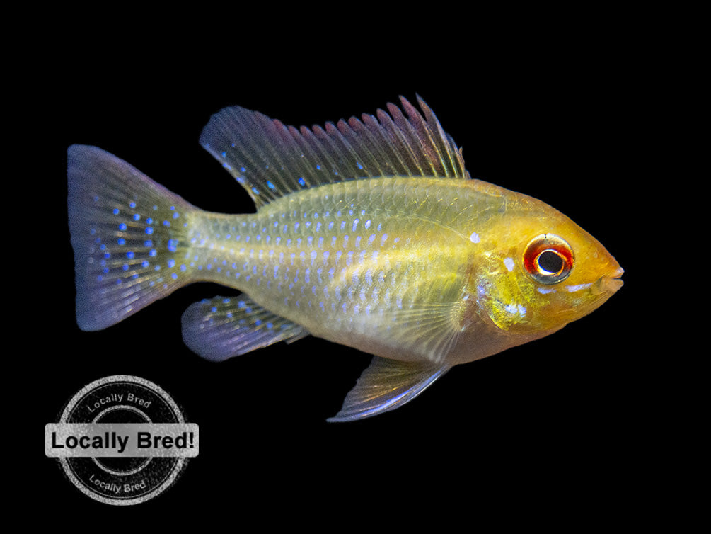 German Gold Ram Dwarf Cichlid (Mikrogeophagus ramirezi var. "Gold"), Locally Bred