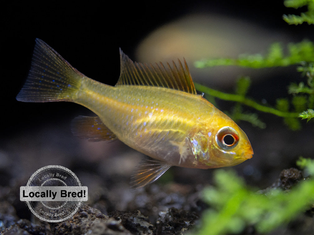 German Gold Ram Dwarf Cichlid (Mikrogeophagus ramirezi var. "Gold"), Locally Bred