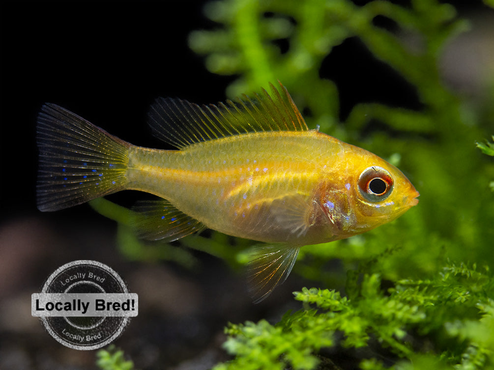 German Gold Ram Dwarf Cichlid (Mikrogeophagus ramirezi var. "Gold"), Locally Bred