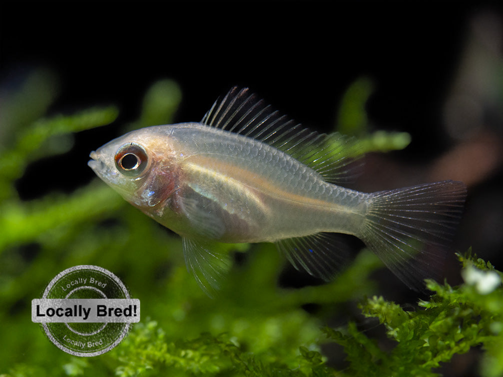 German Gold Ram Dwarf Cichlid (Mikrogeophagus ramirezi var. "Gold"), Locally Bred