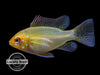 German Gold Ram Dwarf Cichlid (Mikrogeophagus ramirezi var. 