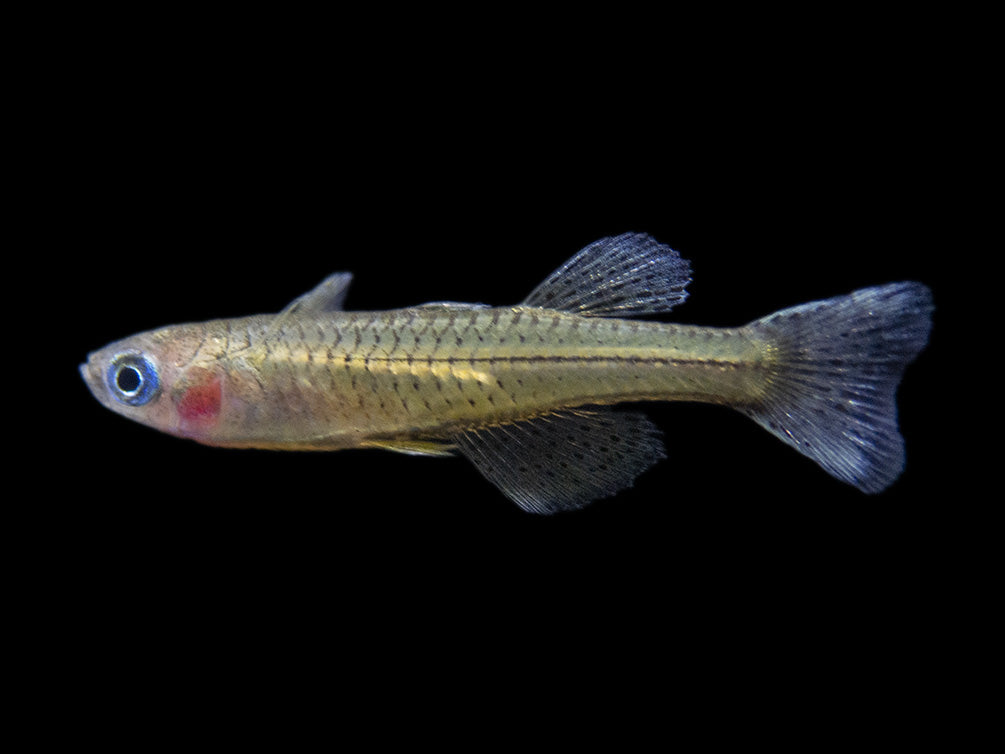 Gertrude’s Spotted Blue Eye Rainbowfish (Pseudomugil gertrudae), Tank-Bred