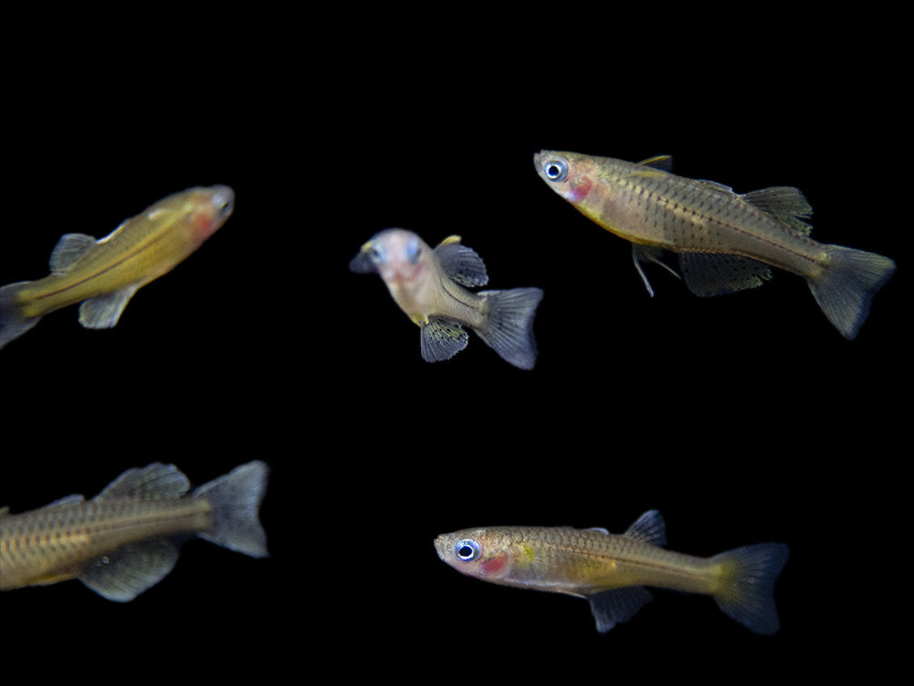 Gertrude’s Spotted Blue Eye Rainbowfish (Pseudomugil gertrudae), Tank-Bred