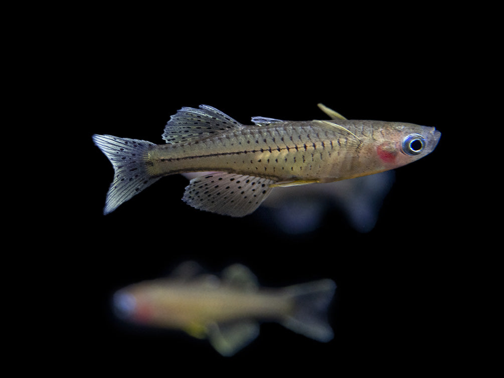 Gertrude’s Spotted Blue Eye Rainbowfish (Pseudomugil gertrudae), Tank-Bred