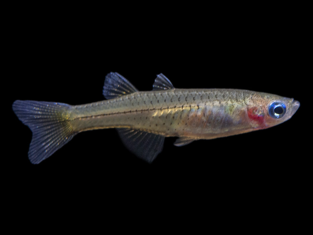 Gertrude’s Spotted Blue Eye Rainbowfish (Pseudomugil gertrudae), Tank-Bred