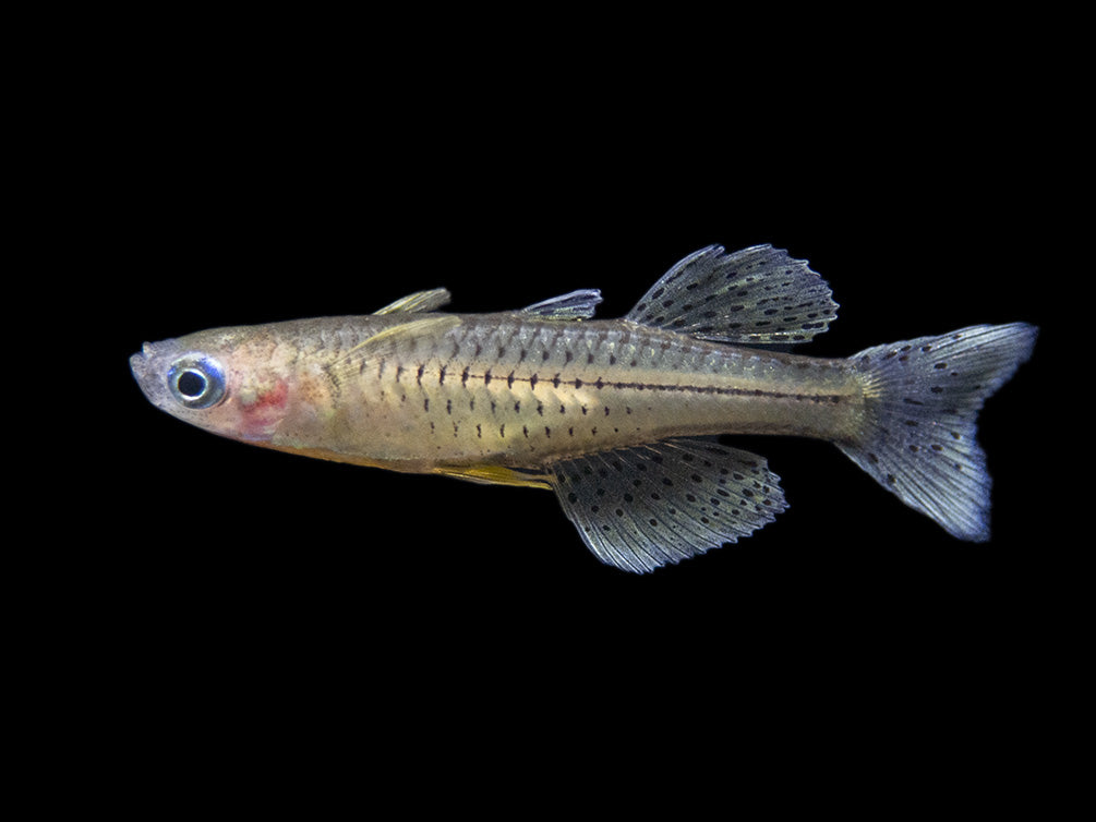 Gertrude’s Spotted Blue Eye Rainbowfish (Pseudomugil gertrudae), Tank-Bred