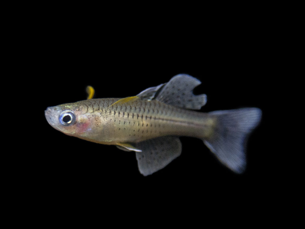 Gertrude’s Spotted Blue Eye Rainbowfish (Pseudomugil gertrudae), Tank-Bred