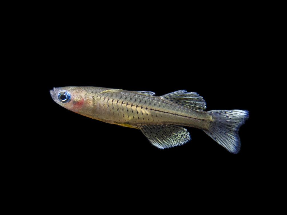 Gertrude’s Spotted Blue Eye Rainbowfish (Pseudomugil gertrudae), Tank-Bred