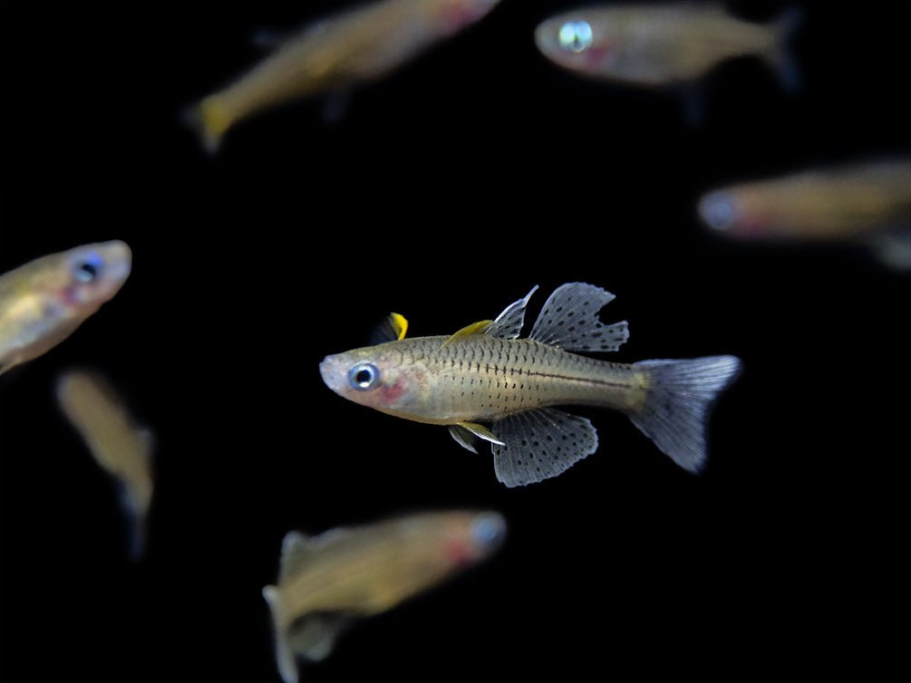 Gertrude’s Spotted Blue Eye Rainbowfish (Pseudomugil gertrudae), Tank-Bred