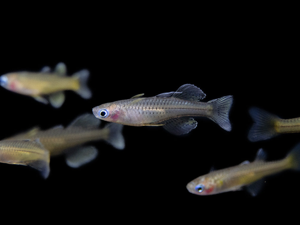 Gertrude’s Spotted Blue Eye Rainbowfish (Pseudomugil gertrudae), Tank-Bred