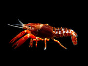 Ghost Crayfish (Procambarus clarkii var. "Ghost") - Tank-Bred!