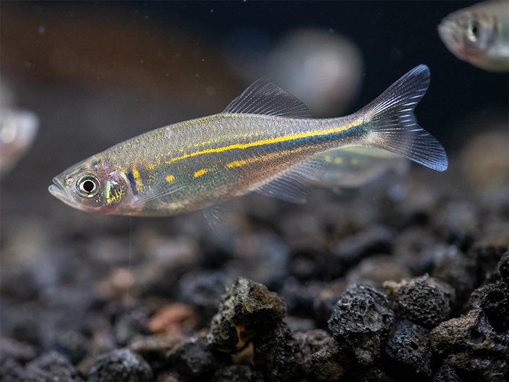 Giant Danio (Devario aequipinnatus), Tank-Bred!