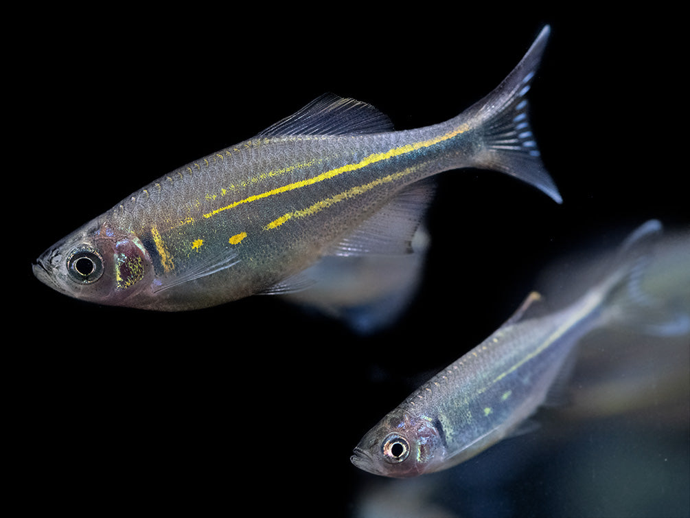 Giant Danio (Devario aequipinnatus), Tank-Bred!