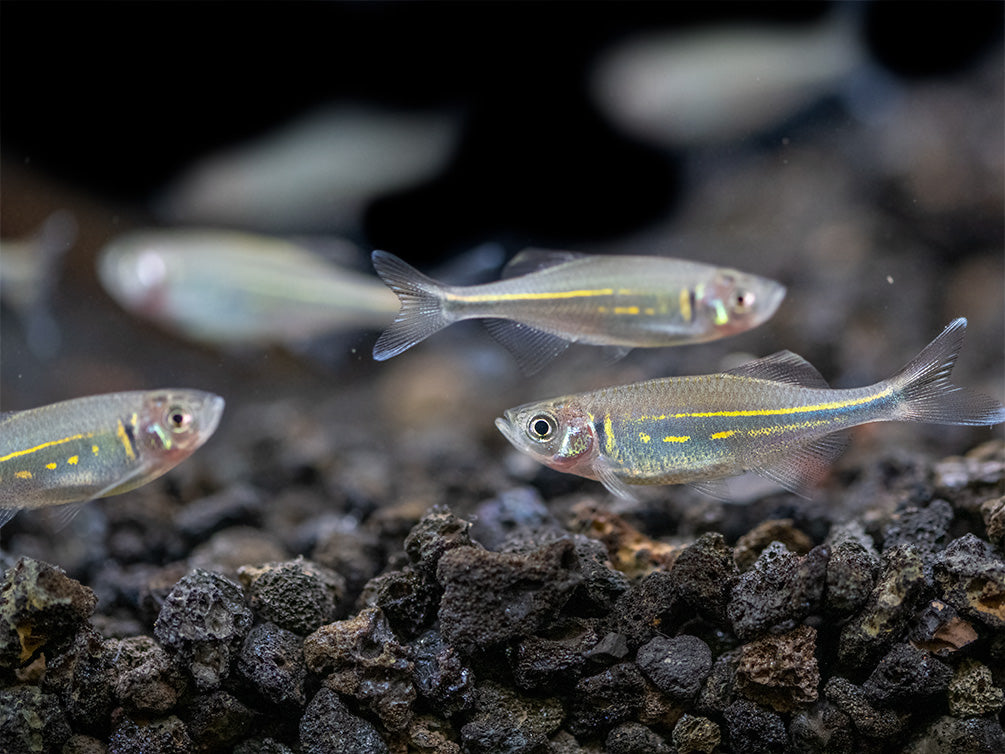 Giant Danio (Devario aequipinnatus), Tank-Bred!