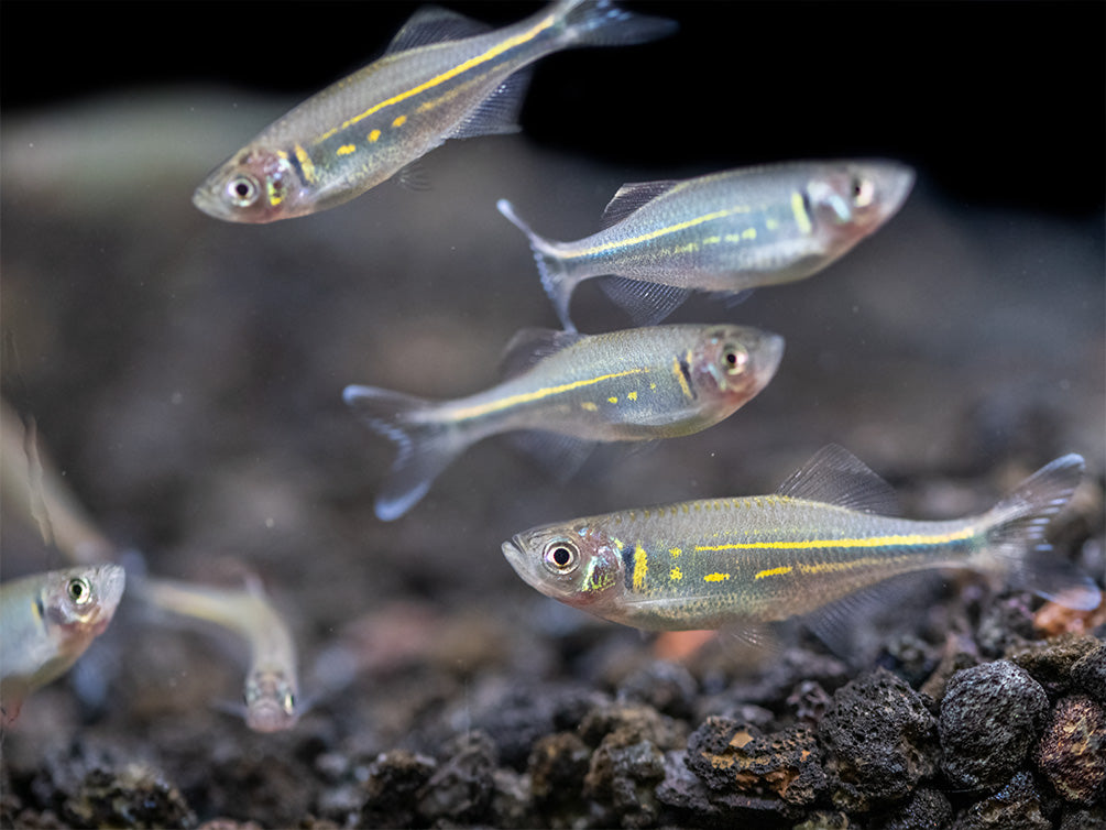 Giant Danio (Devario aequipinnatus), Tank-Bred!