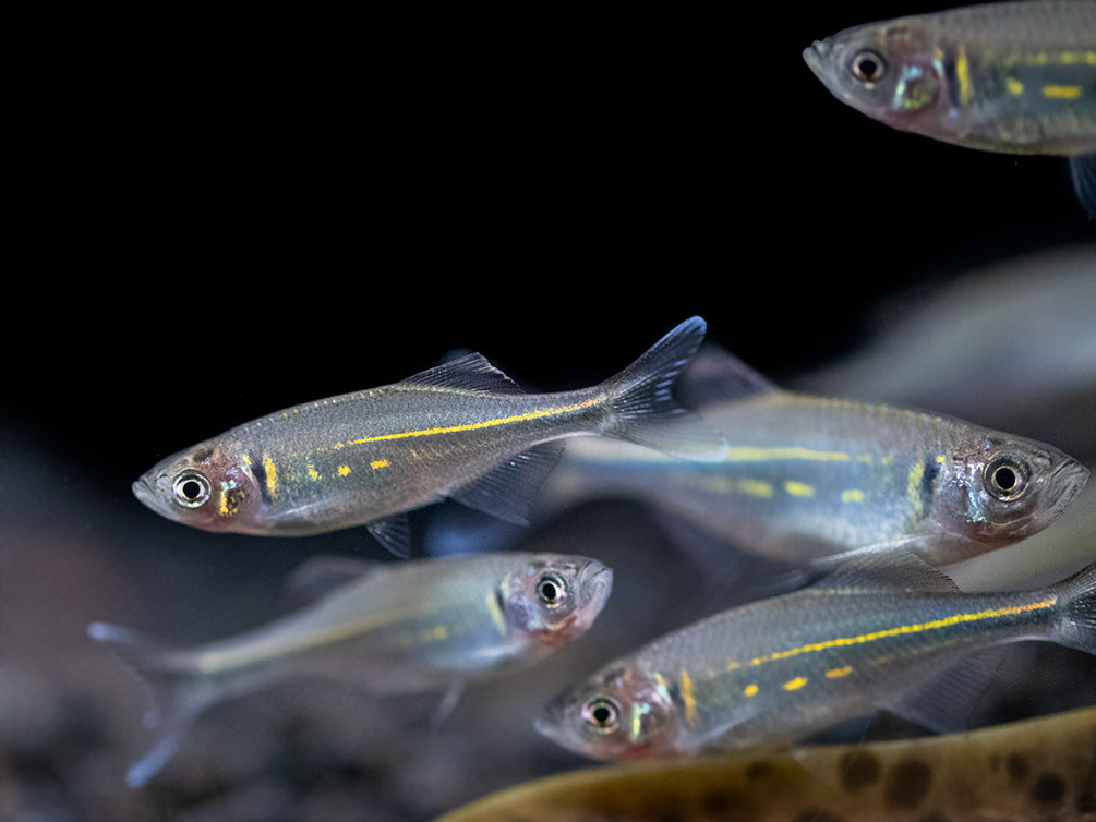 Giant Danio (Devario aequipinnatus), Tank-Bred!