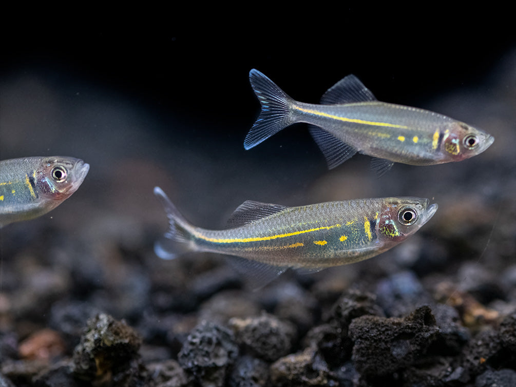 Giant Danio (Devario aequipinnatus), Tank-Bred!