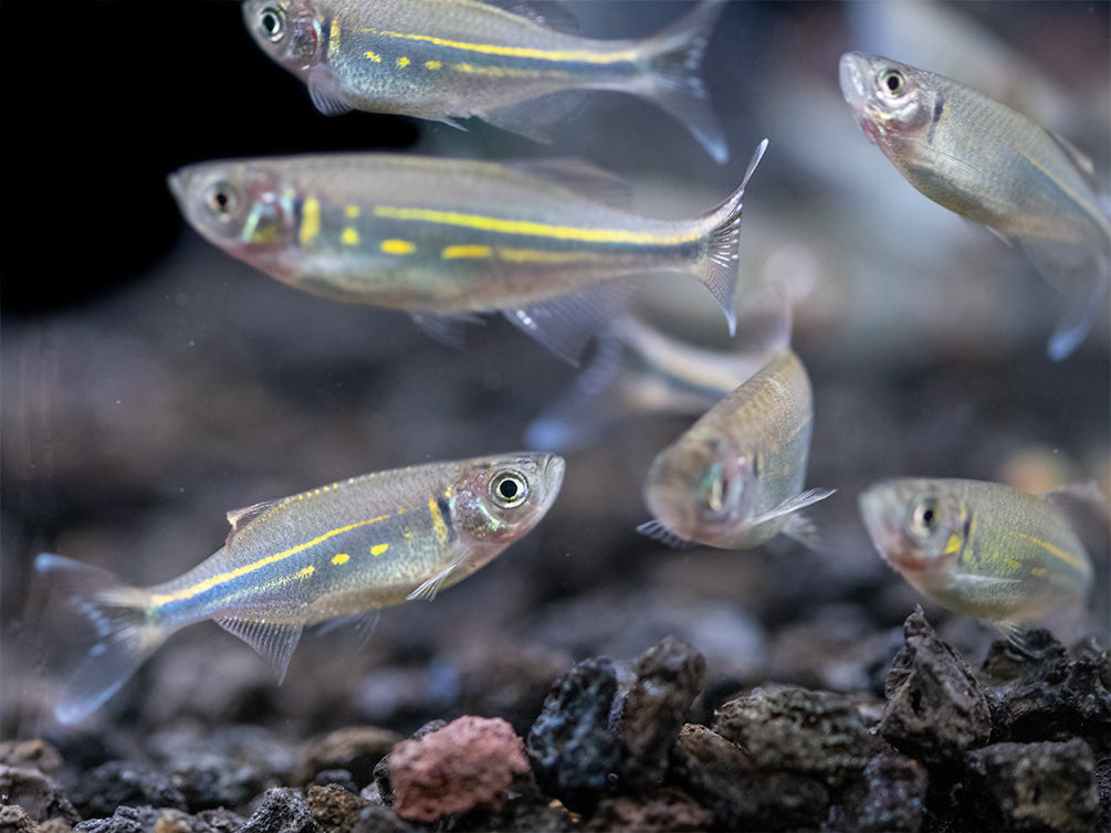 Giant Danio (Devario aequipinnatus), Tank-Bred!