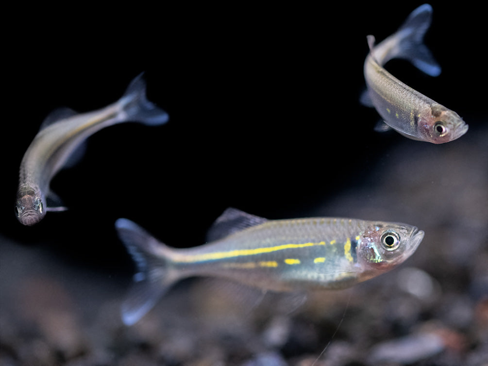 Giant Danio (Devario aequipinnatus), Tank-Bred!