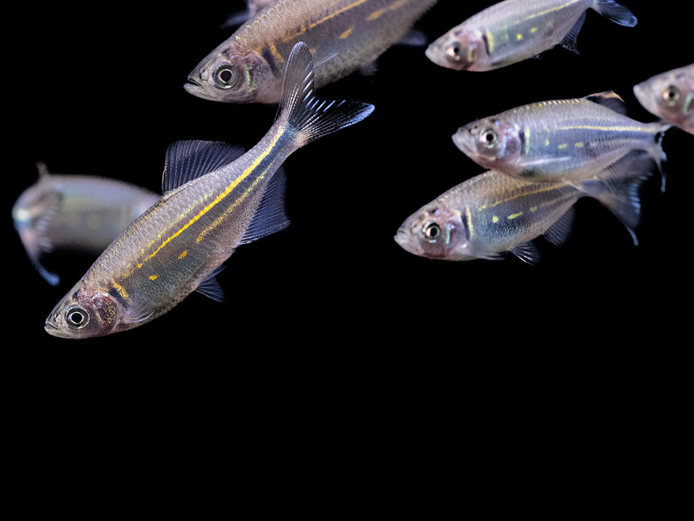 Giant Danio (Devario aequipinnatus), Tank-Bred!