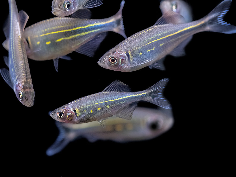 Giant Danio (Devario aequipinnatus), Tank-Bred!