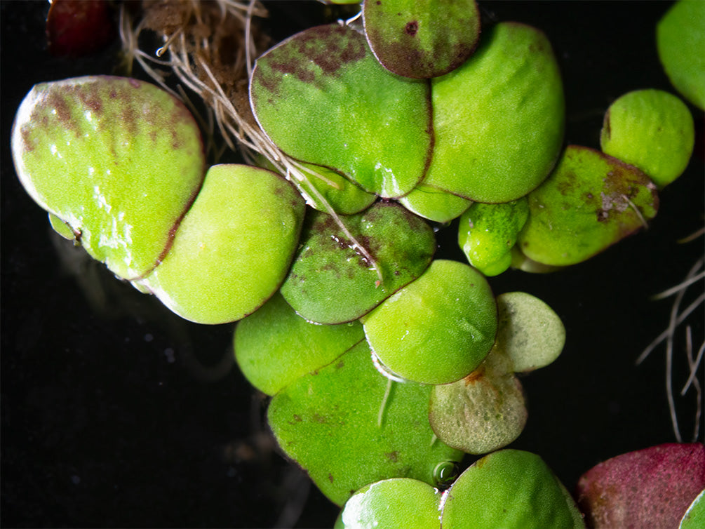 Giant Duckweed (Spirodela polyrhiza) - 2 Tbsp