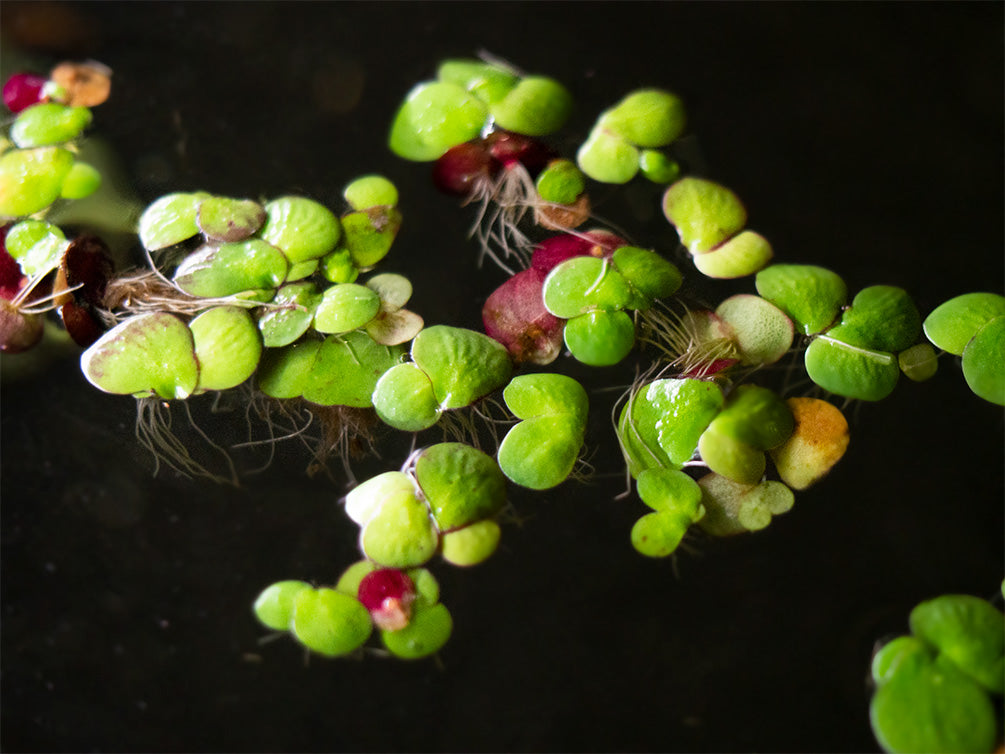 Giant Duckweed (Spirodela polyrhiza) - 2 Tbsp