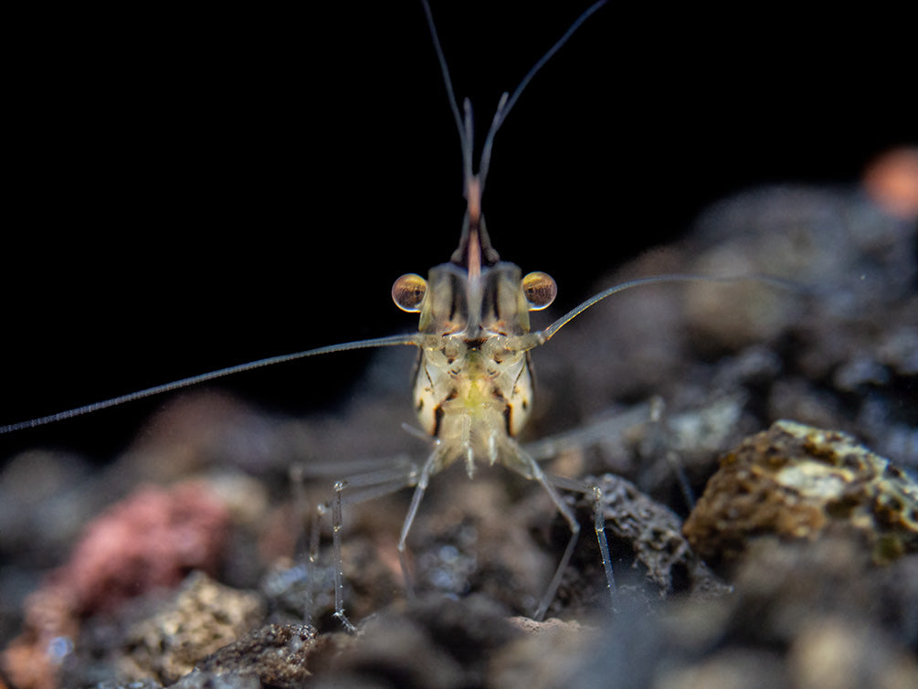 Giant Freshwater Prawn (Macrobrachium spinipes), Tank-Bred!