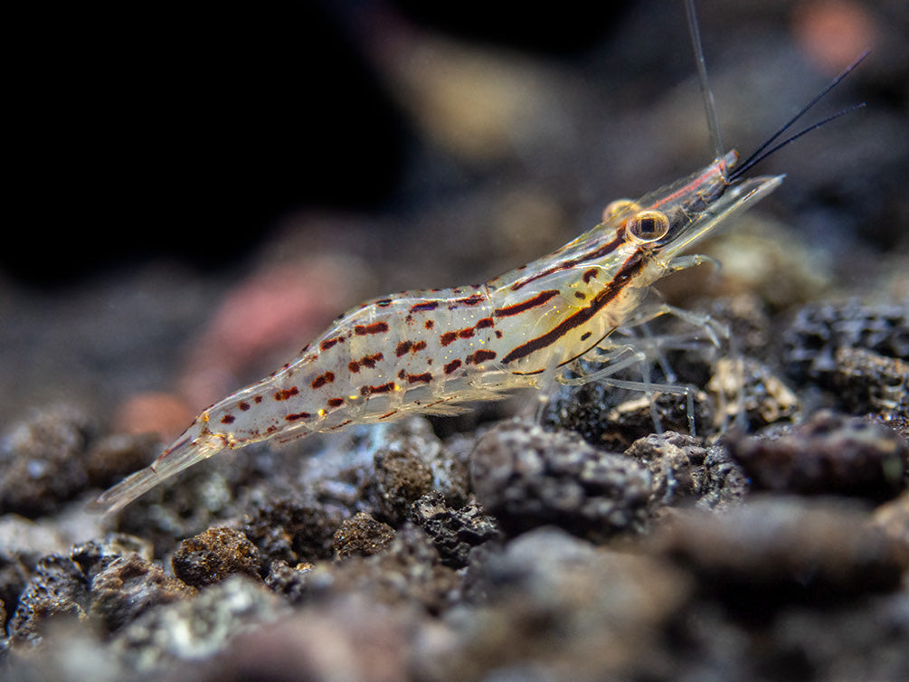 Giant Freshwater Prawn (Macrobrachium spinipes), Tank-Bred!