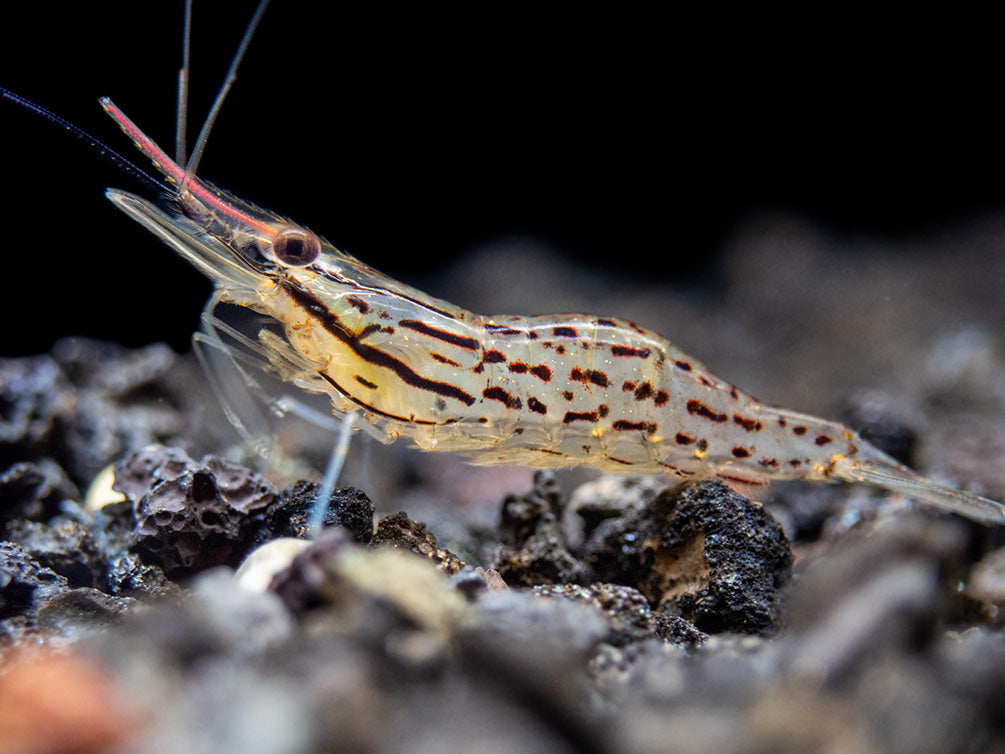 Giant Freshwater Prawn (Macrobrachium spinipes), Tank-Bred!