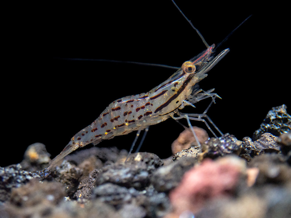 Giant Freshwater Prawn (Macrobrachium spinipes), Tank-Bred!