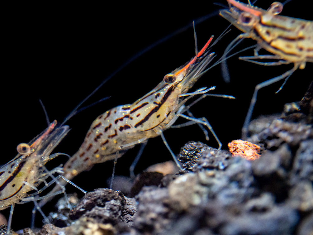 Giant Freshwater Prawn (Macrobrachium spinipes), Tank-Bred!