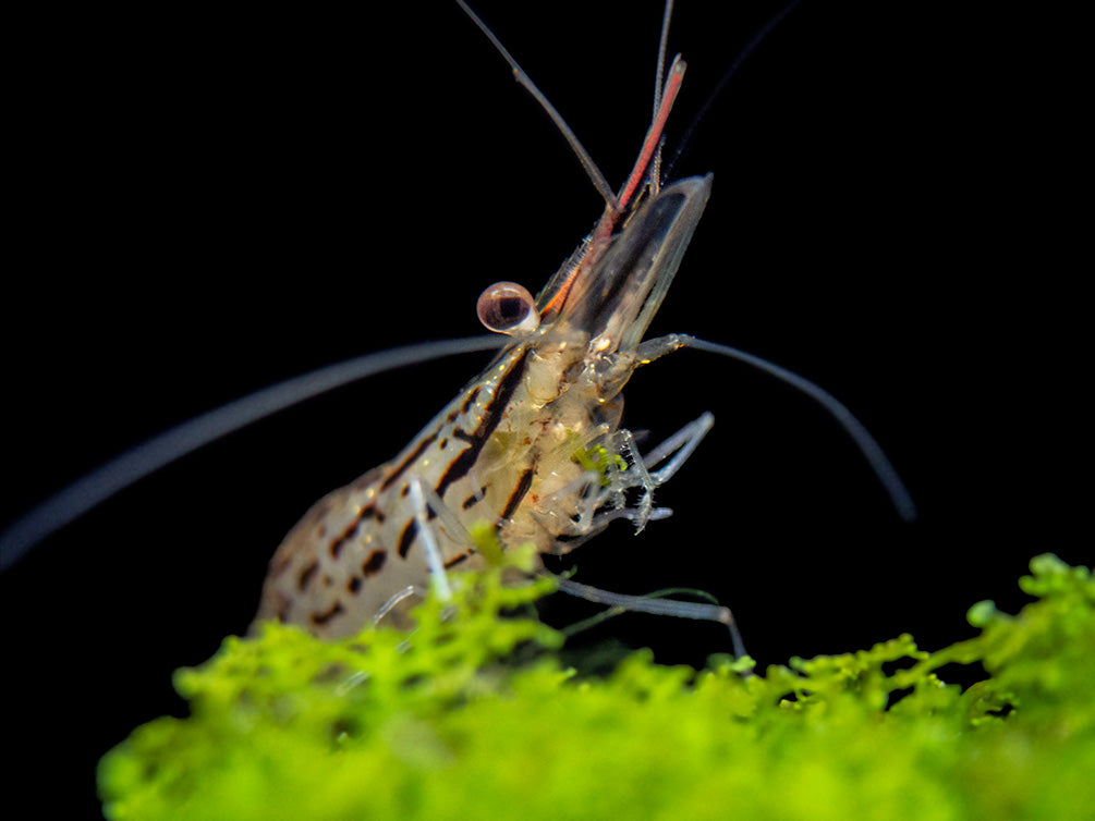 Giant Freshwater Prawn (Macrobrachium spinipes), Tank-Bred!